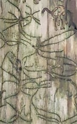 Psychotherapeutische Praxis